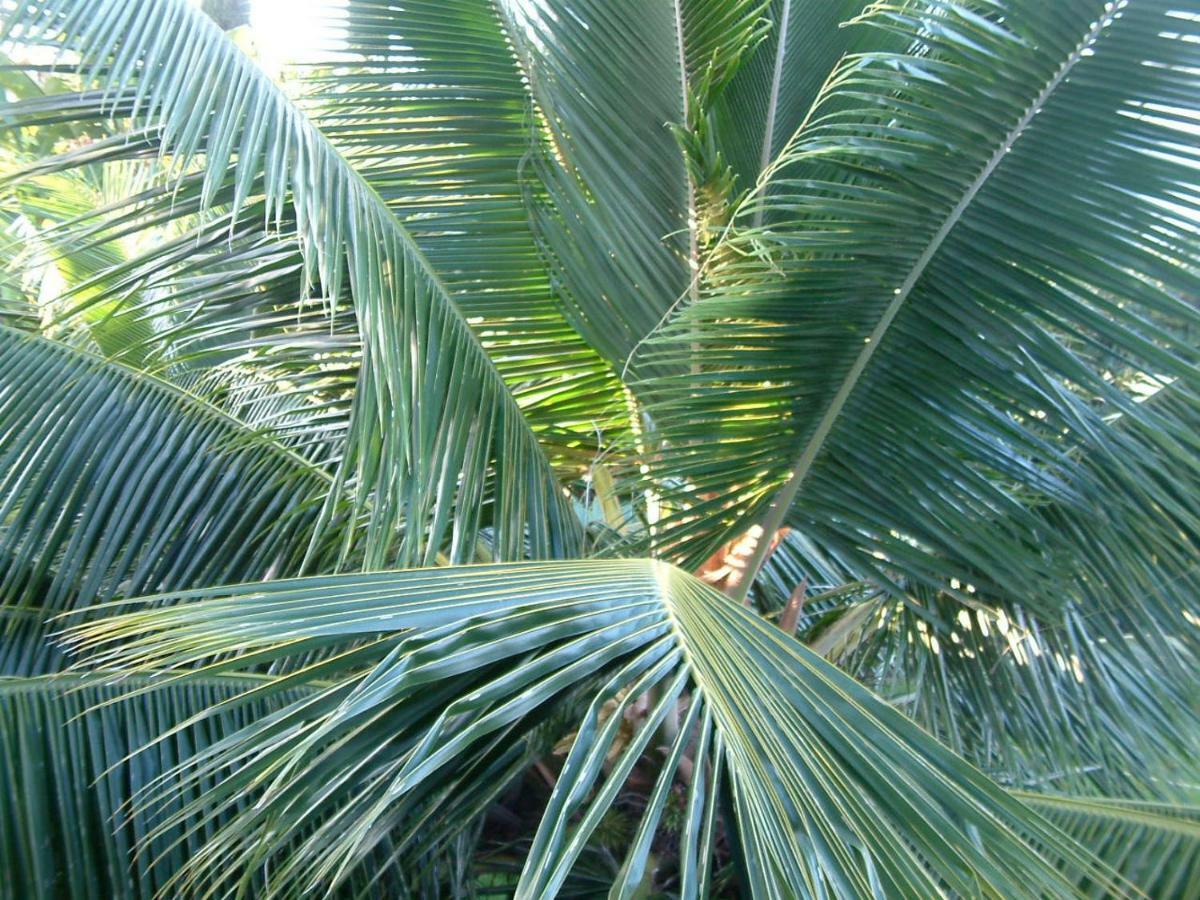 The Great Kona Escape Villa Kailua-Kona Luaran gambar